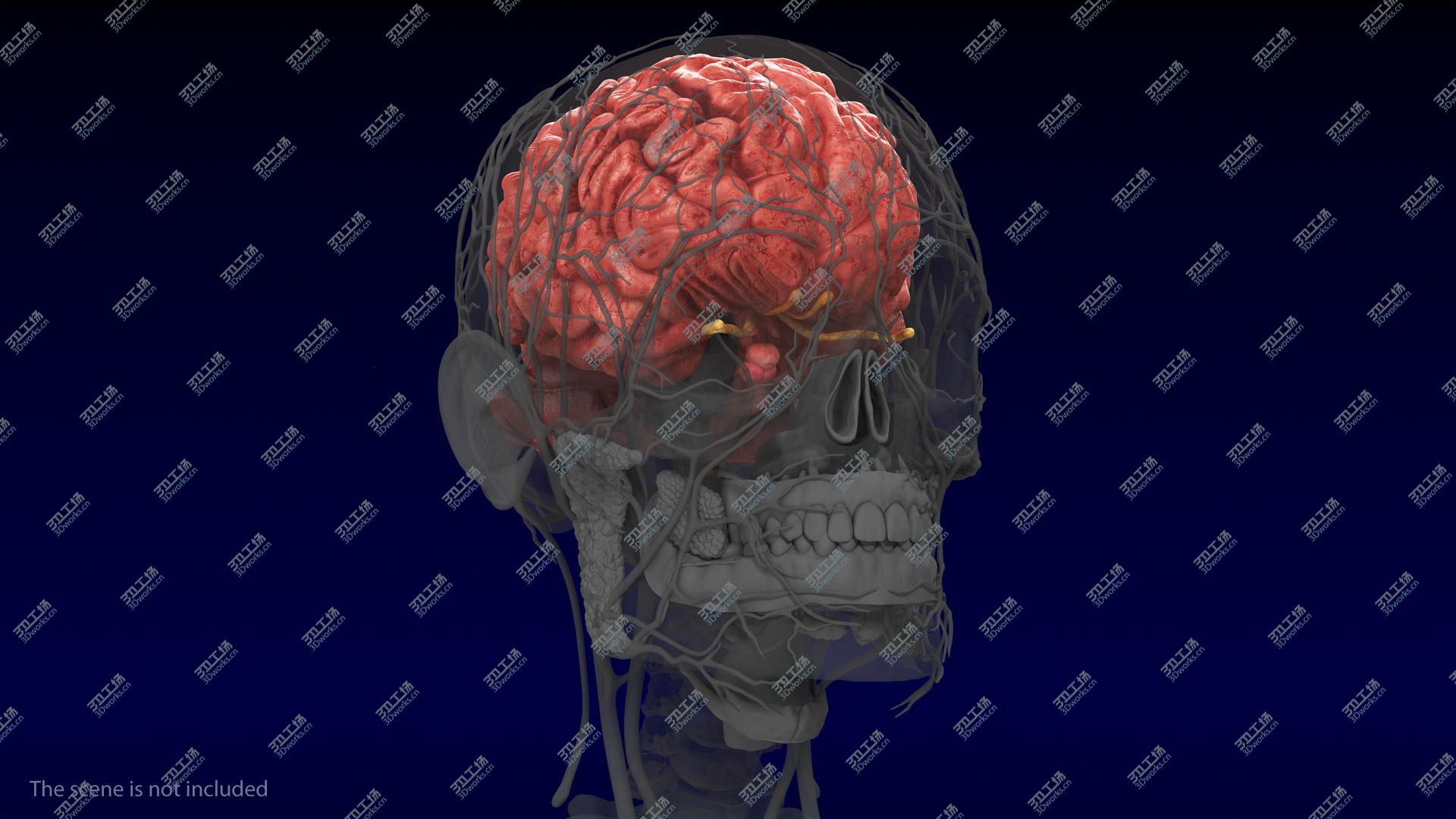 images/goods_img/20210313/3D Human Brain Full Anatomy model/5.jpg
